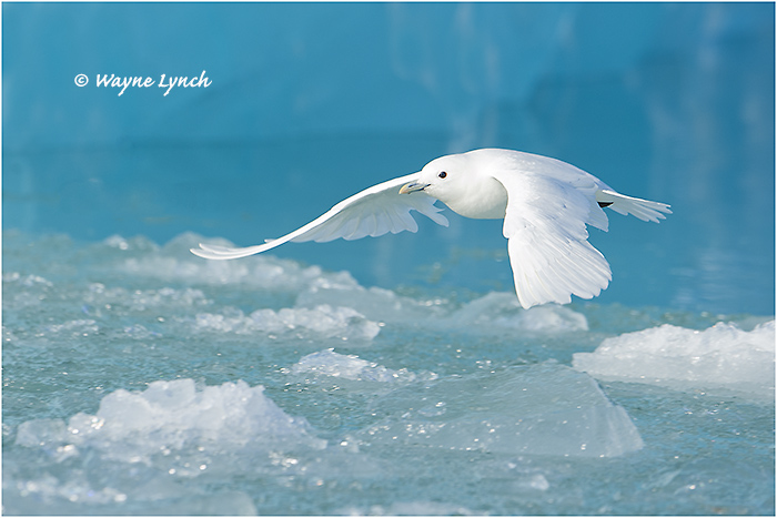 Ivory Gull (Endangered Species) 109 by Dr. Wayne Lynch &copy;